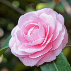 Fleurs Du Mois De Mars Florajet 